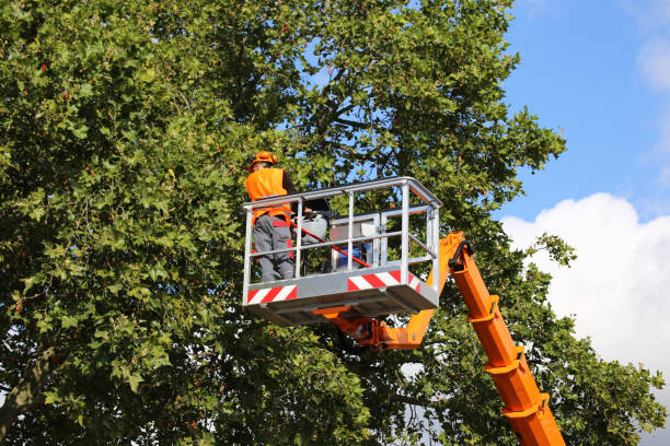 Best Tree Trimming and Pruning  in Belton, MO