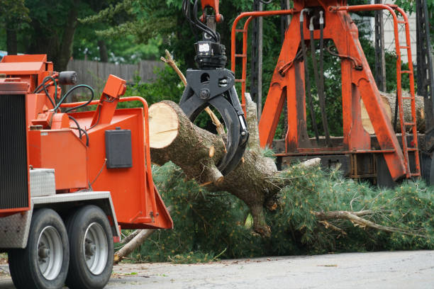 Best Firewood Processing and Delivery  in Belton, MO